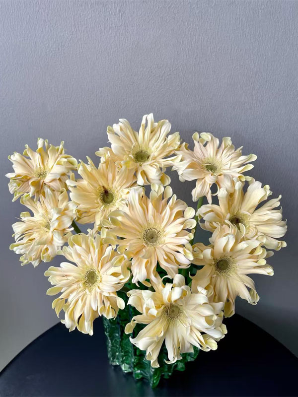 Shangri-La Gerbera6