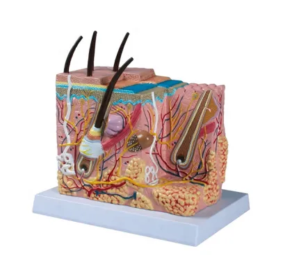 Prosthetic Human Skin Anatomy Model - YA/HB012