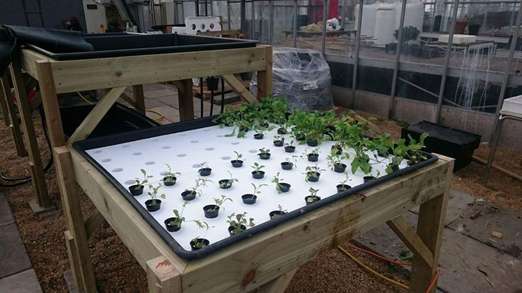 Hydroponic Grow System