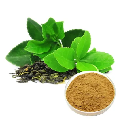 Green Tea Extract Powder