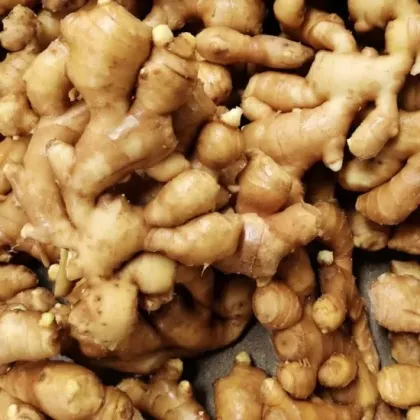 golden supplier fresh ginger