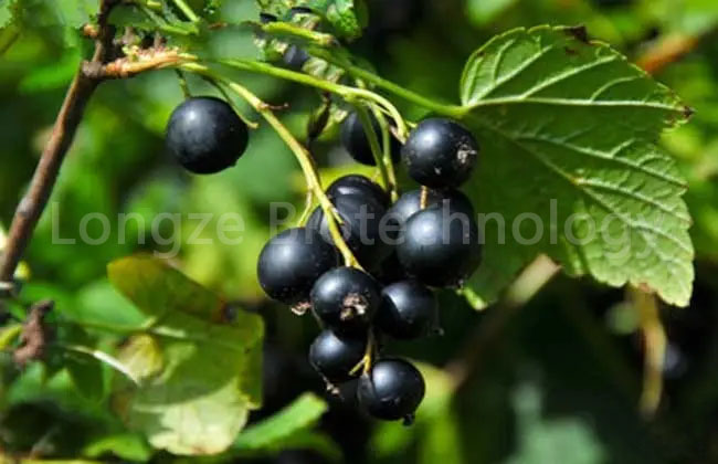black currant advertorial
