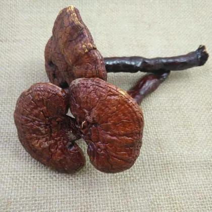 Chinese Wholesale High Quality Lucid Ganoderma