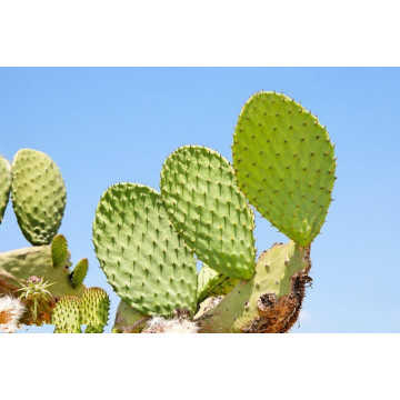 Cactus Caralluma Fimbriata Extract Powder 10:1 Weight Loss