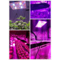 Phlizon 2000W COB LED wachsen Licht