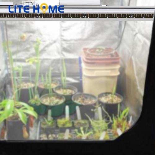 plant light for indoor plants