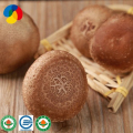 Kit de cultivo de sacos de cogumelos Shiitake