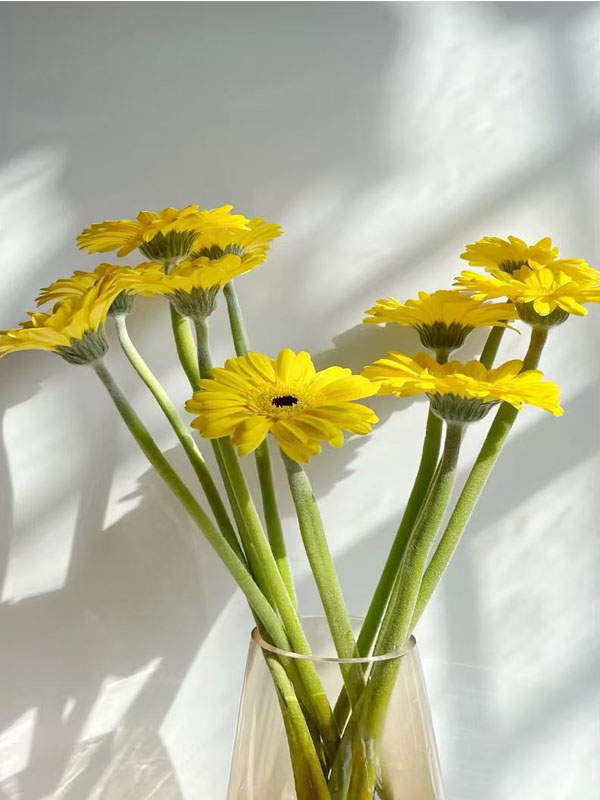 Gerbera Qingzi4