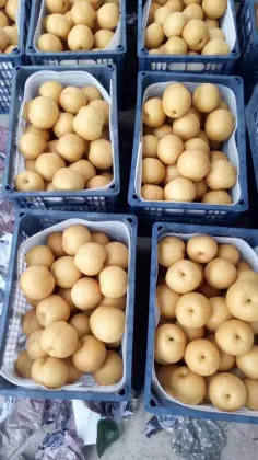 2018 Fresh Fengshui pear