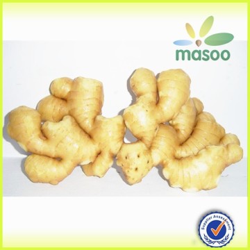 new crop chinese fresh ginger, bulk ginger