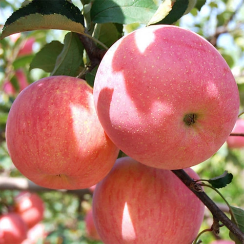 Fresh Chinese Red Gala Apples - China Fresh Paper Bagged FUJI