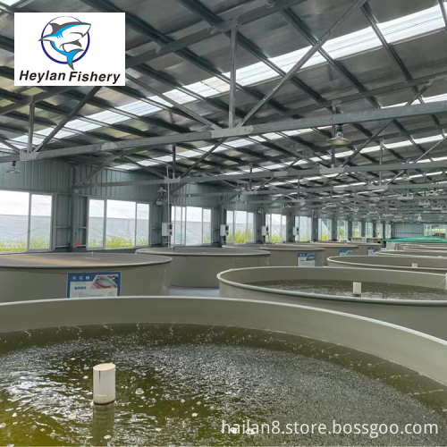 Customized Indoor/Outdoor Industrial Fish Farm Shrimp RAS Recirculating Aquaculture System
