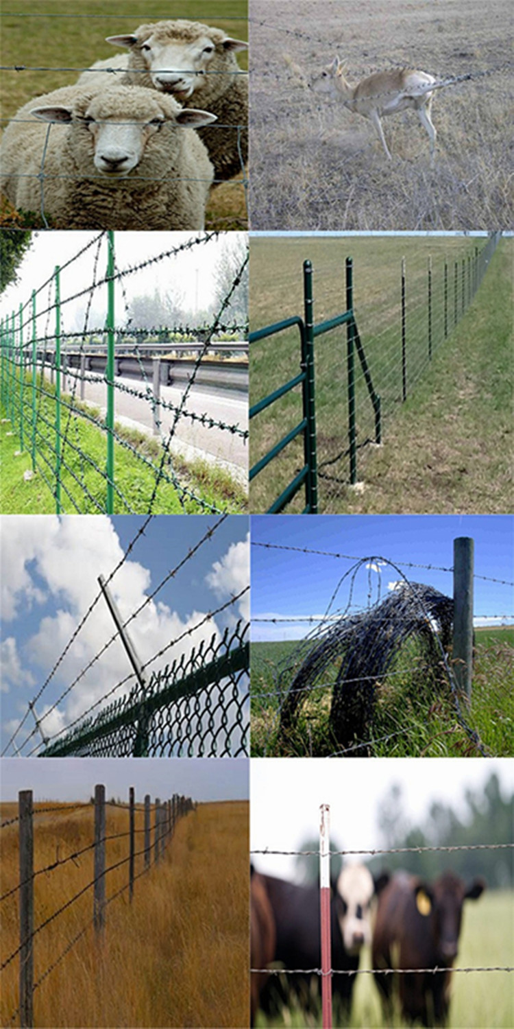 Galvanized Hot Dipped Barbed Fencing Wire