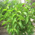 Natural Eucommia Bark Extract free sample