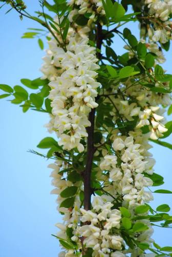 Nuovo raccolto di miele d&#39;acacia