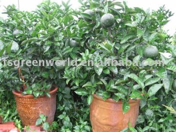 citrus trees