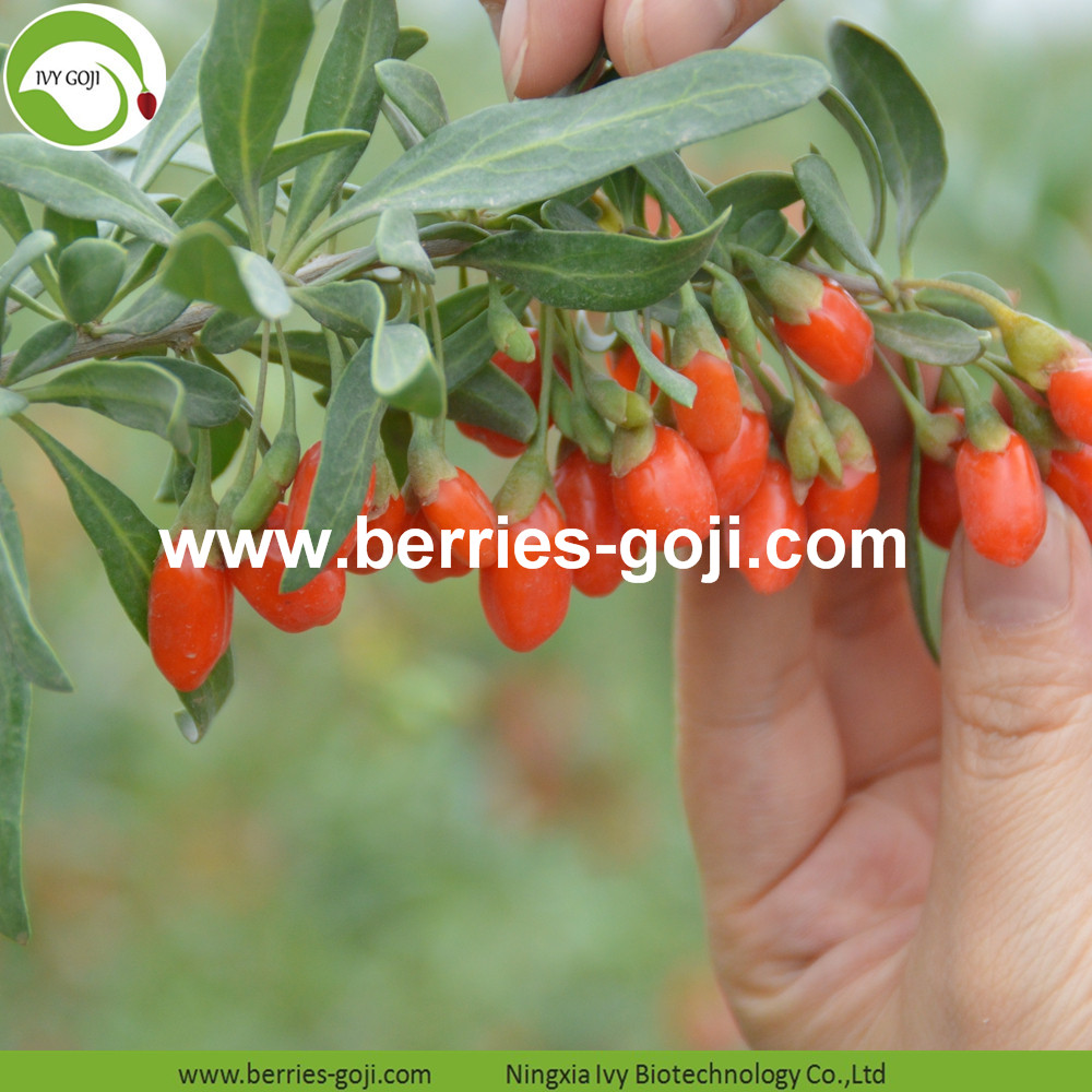 Goji berries