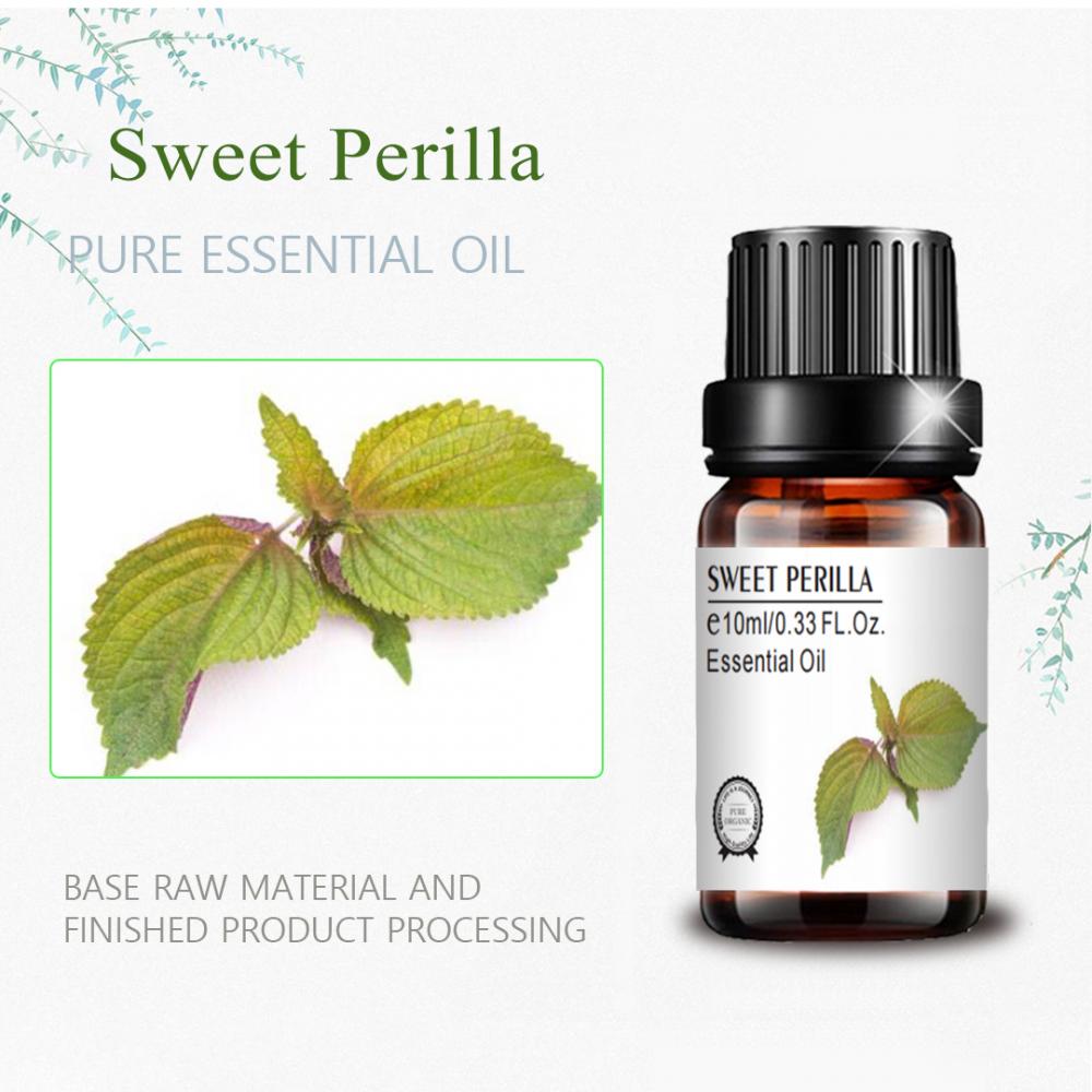 Label privada personalizada Sweet Perilla Essential Oil for Massage