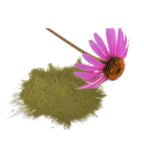 Echinacea Purpurea Extract Powder