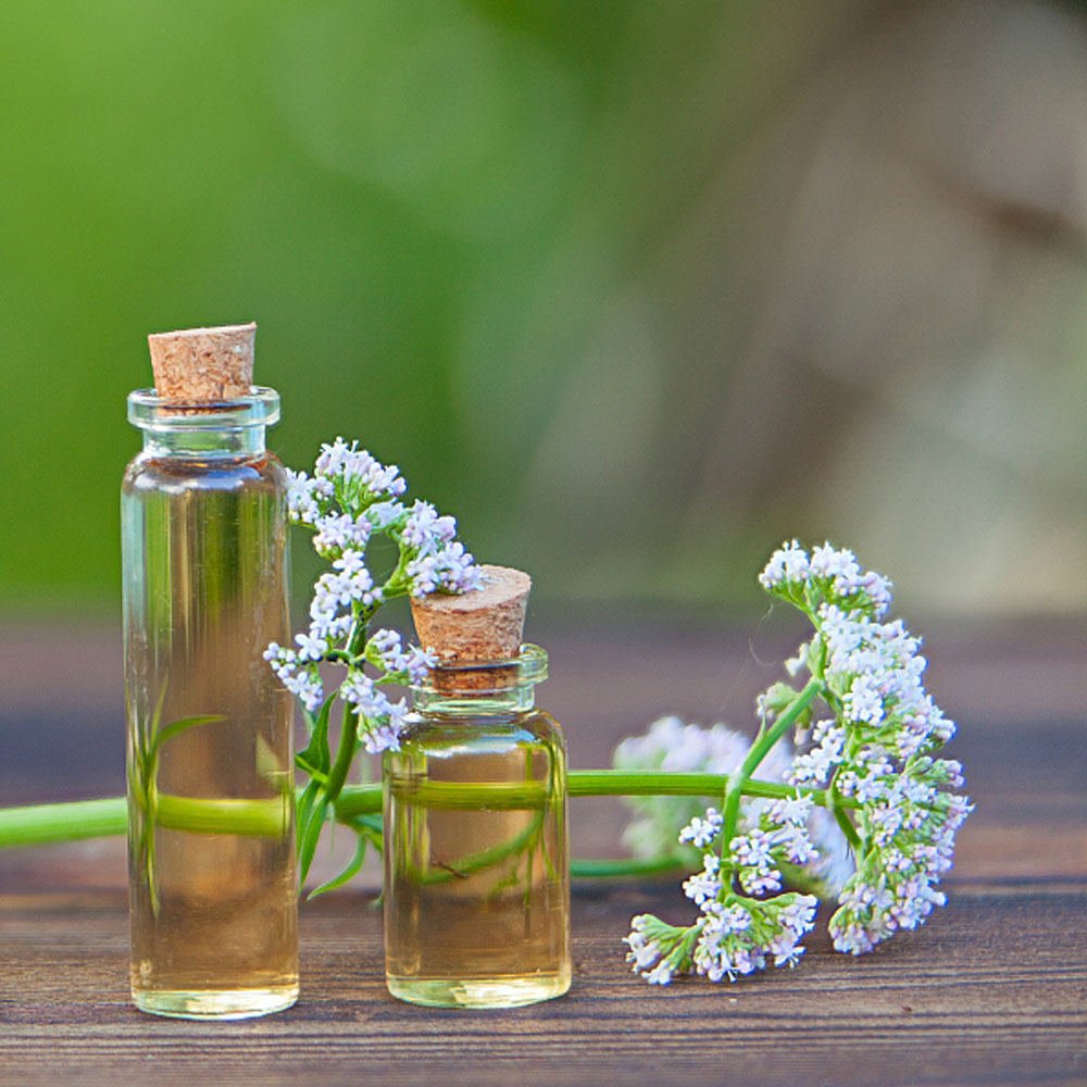 aceite esencial de valeriana premium al por mayor para uso médico