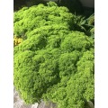 القصبة الهوائية الخضراء Caeruleum بالجملة للزينة الزفاف