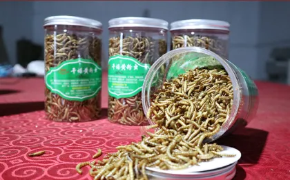 High Protein Foods To Feed Dogs