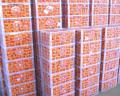 Qualidade superior Nanfeng bebê mandarina preço de exportação