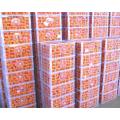 Qualidade superior Nanfeng bebê mandarina preço de exportação