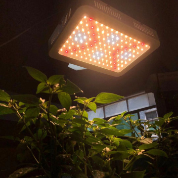 1000W Dragon Fruit Led Grow Light For Wholesales