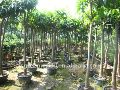 Mangos fruit trees for garden