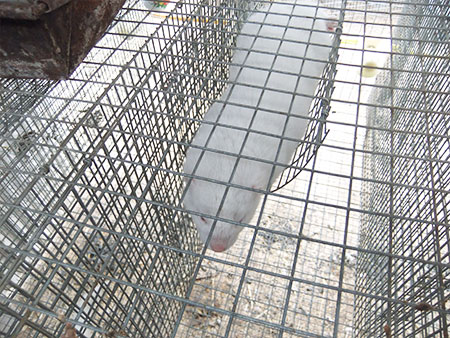 Welded Cage Wire Mesh