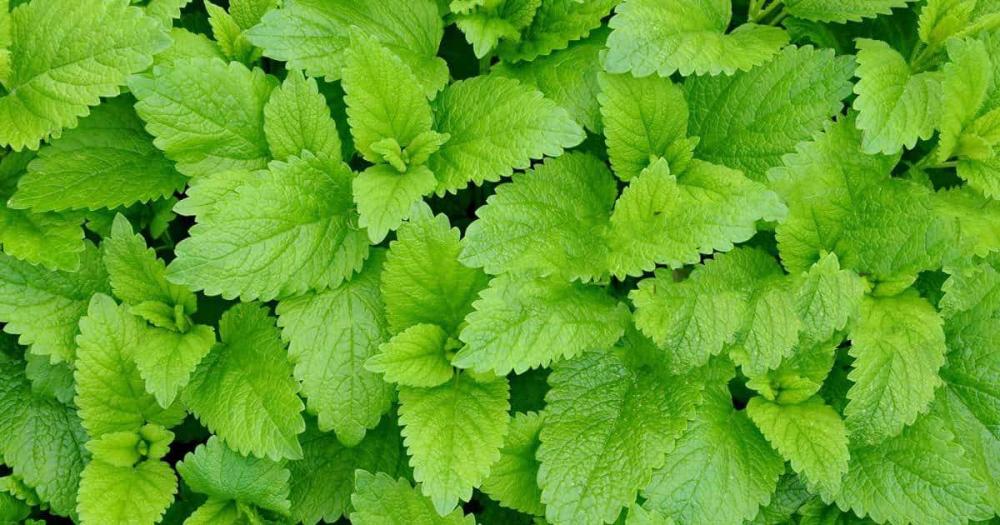 Lemon Balm