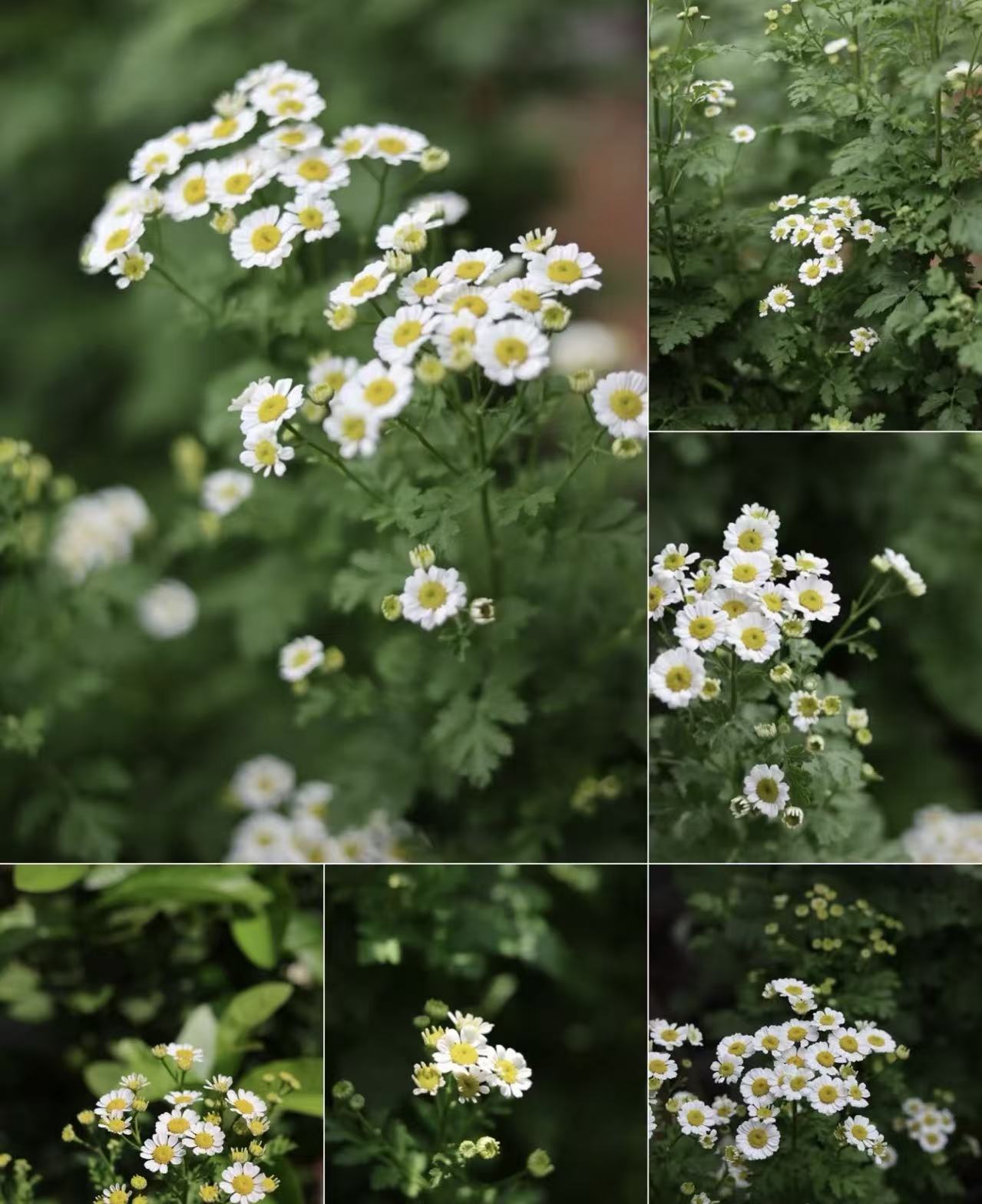 Spray chrysanthemum chamomile