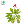 Ginseng Raiz Extract Ginsensides80% em pó