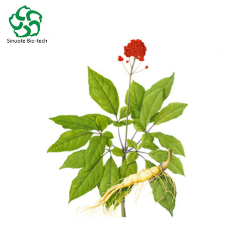 Ginseng Root Extract Ginsensides80% Powder