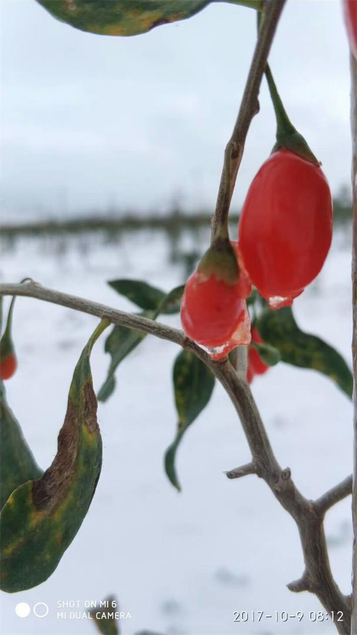 Baya de goji a granel al por mayor de la alta calidad de Ningxia