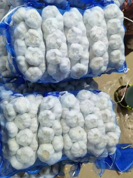 Custom Packed Export White Skinned Garlic