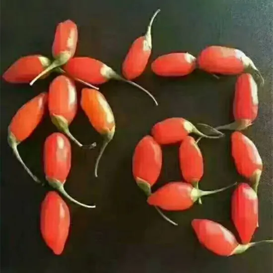 Ningxia zhongning Goji Good Quality