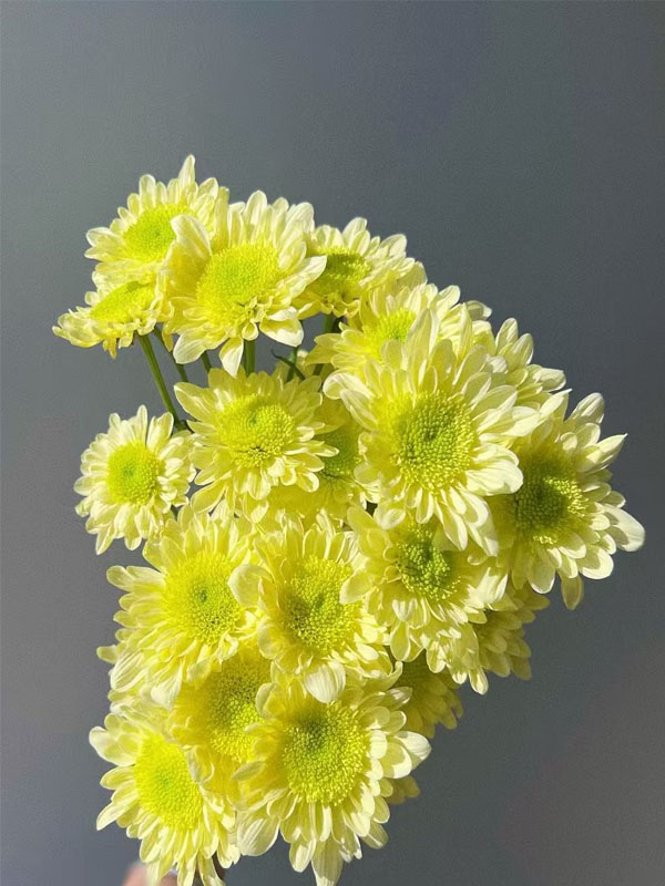 Spray chrysanthemum rui huang yellow4
