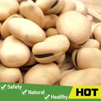 Good price green broad beans of good quality