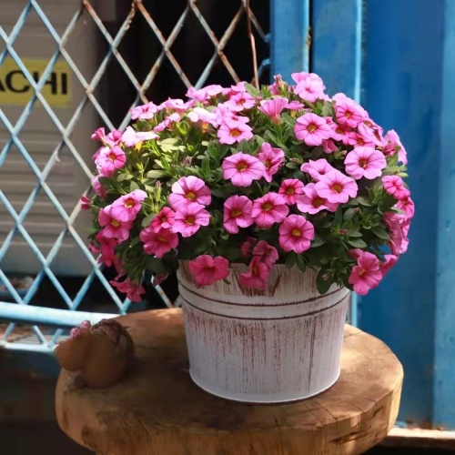 Iron flower mouth tin bucket