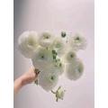 বিবাহের তোড়া জন্য তাজা কাটা সাদা Ranunculus ফুল
