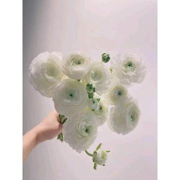 বিবাহের তোড়া জন্য তাজা কাটা সাদা Ranunculus ফুল