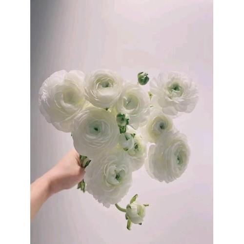 বিবাহের তোড়া জন্য তাজা কাটা সাদা Ranunculus ফুল