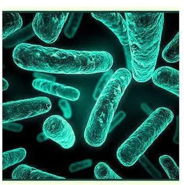 Lactobacillus acidophilus