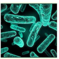 Lactobacillus acidophilus