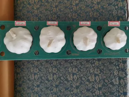 Fresh pure white /normal white chinese garlic