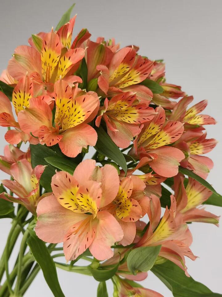 Orange Alstroemeria