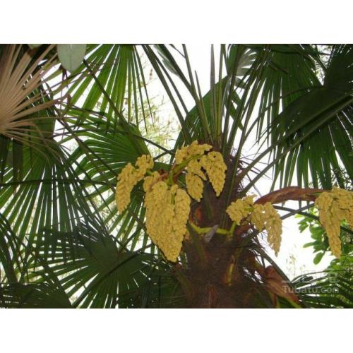 Saw Palmetto Extract Powder