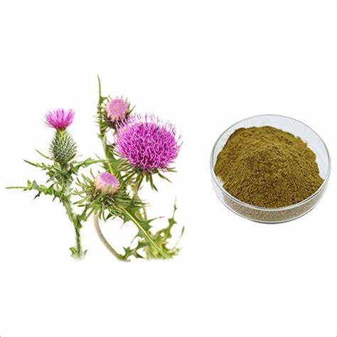 Milk Thistle Extract Silymarin